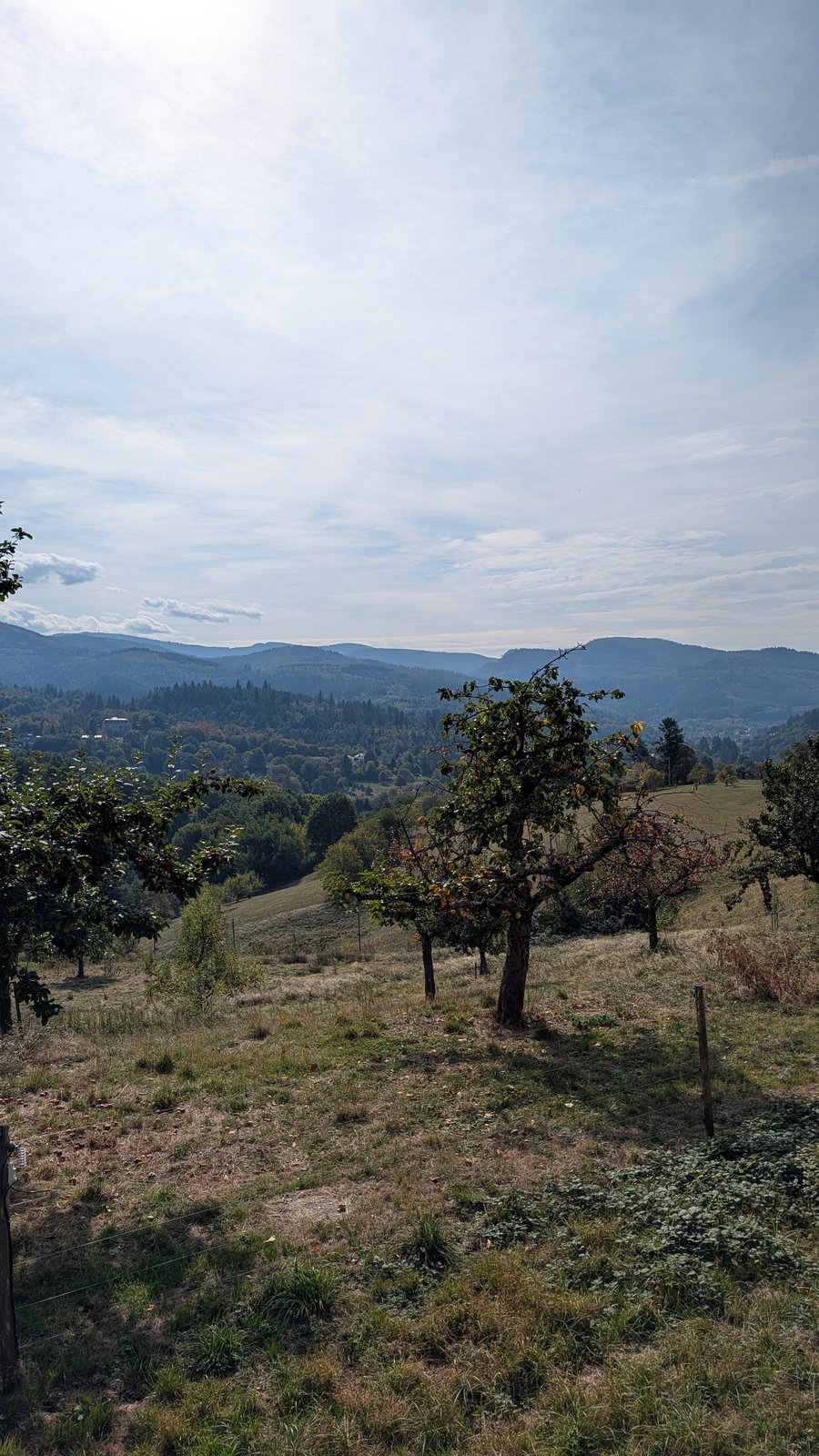Meadow with a small apple tree and dry grass in the foreground, forested hills in the distance under a pale sky